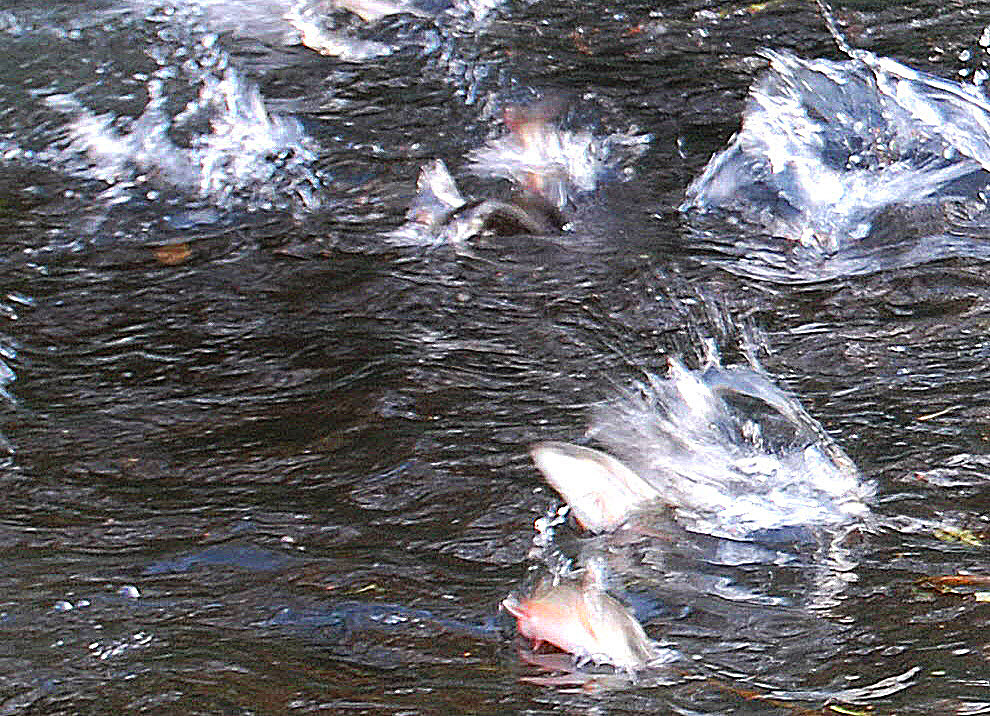 Fische springen im Wasser